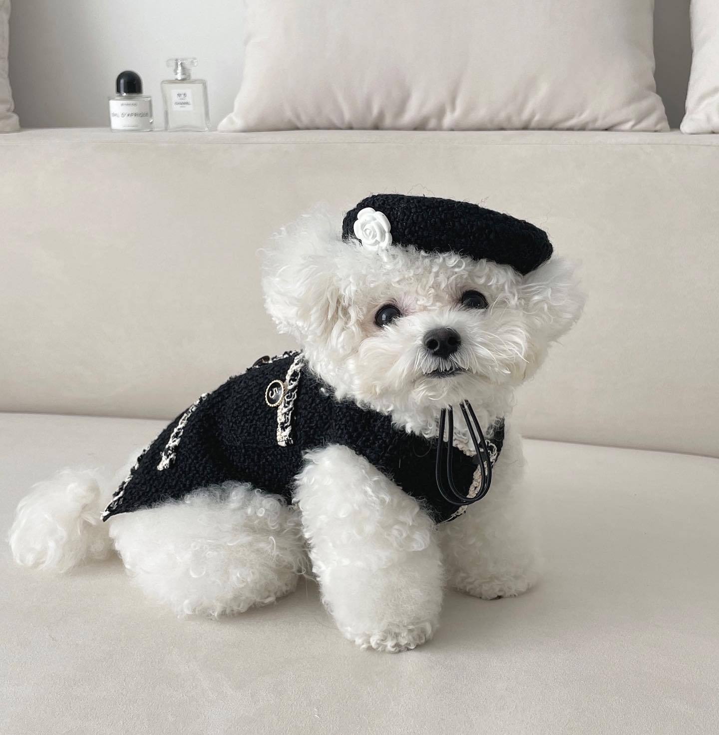 Abrigo Para Perros Y Gatos