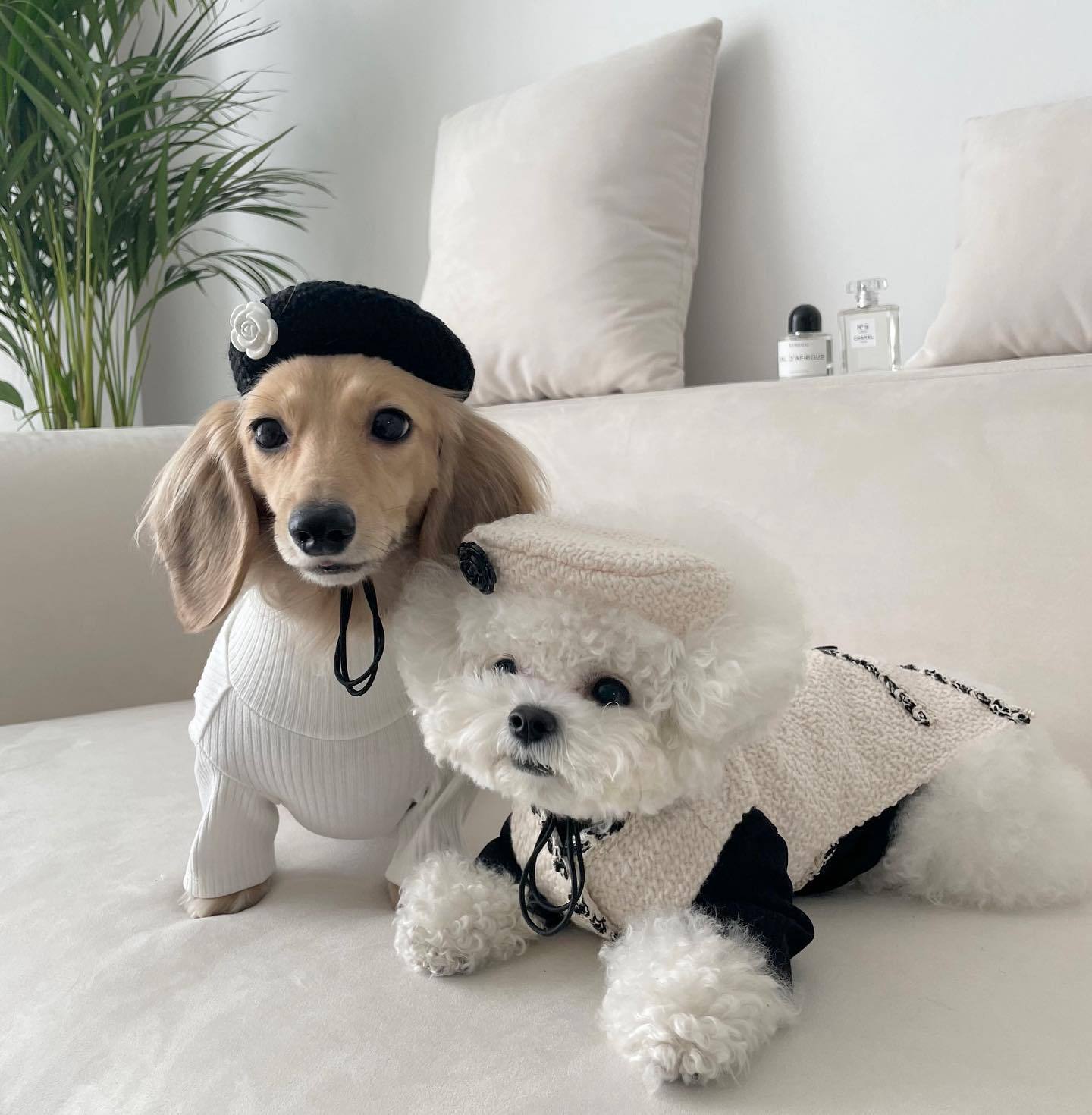 Abrigo Para Perros Y Gatos